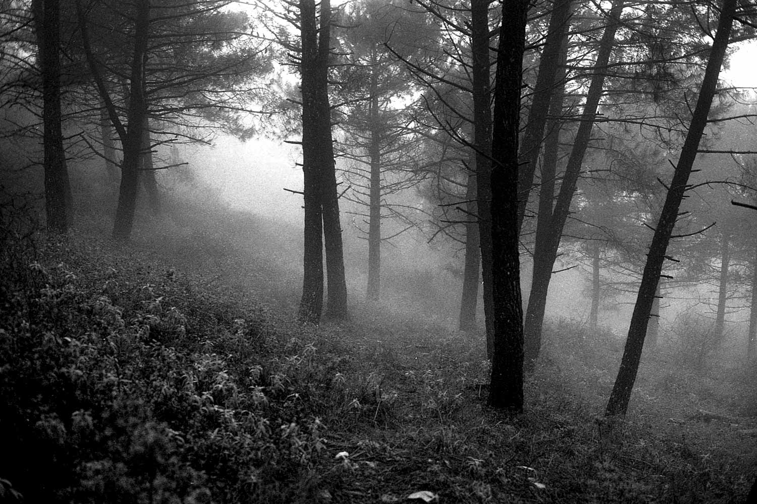 01_La mirada de Dante