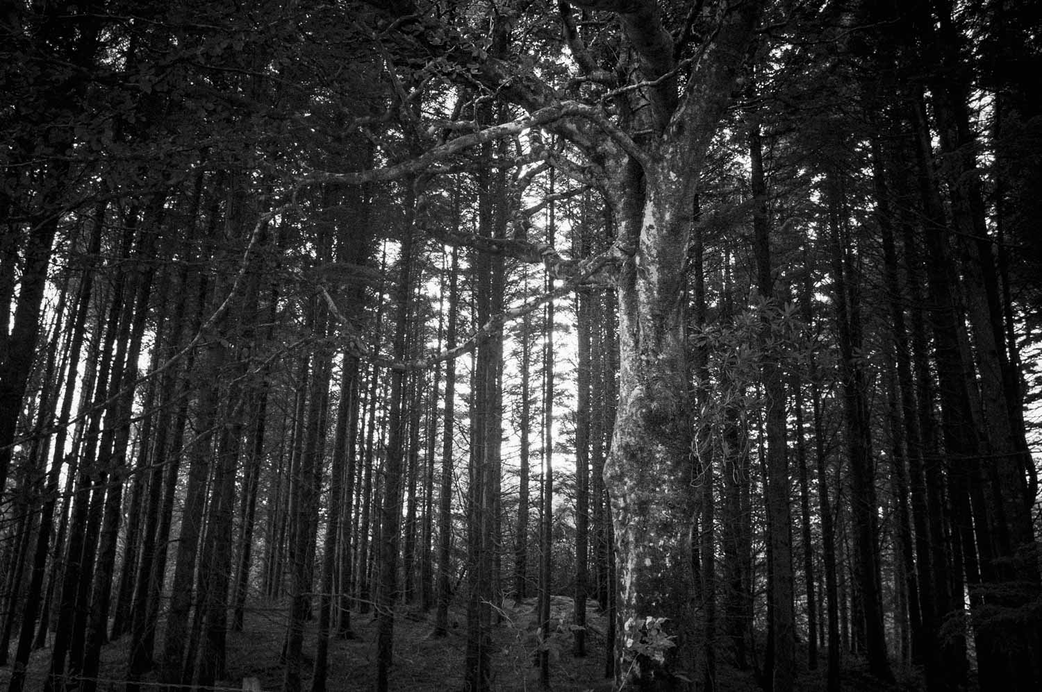 KONICA MINOLTA DIGITAL CAMERA